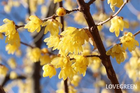 蠟梅|蝋梅（ロウバイ）とは？名前の由来や花言葉、育て方。